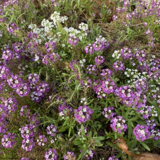 Alyssum