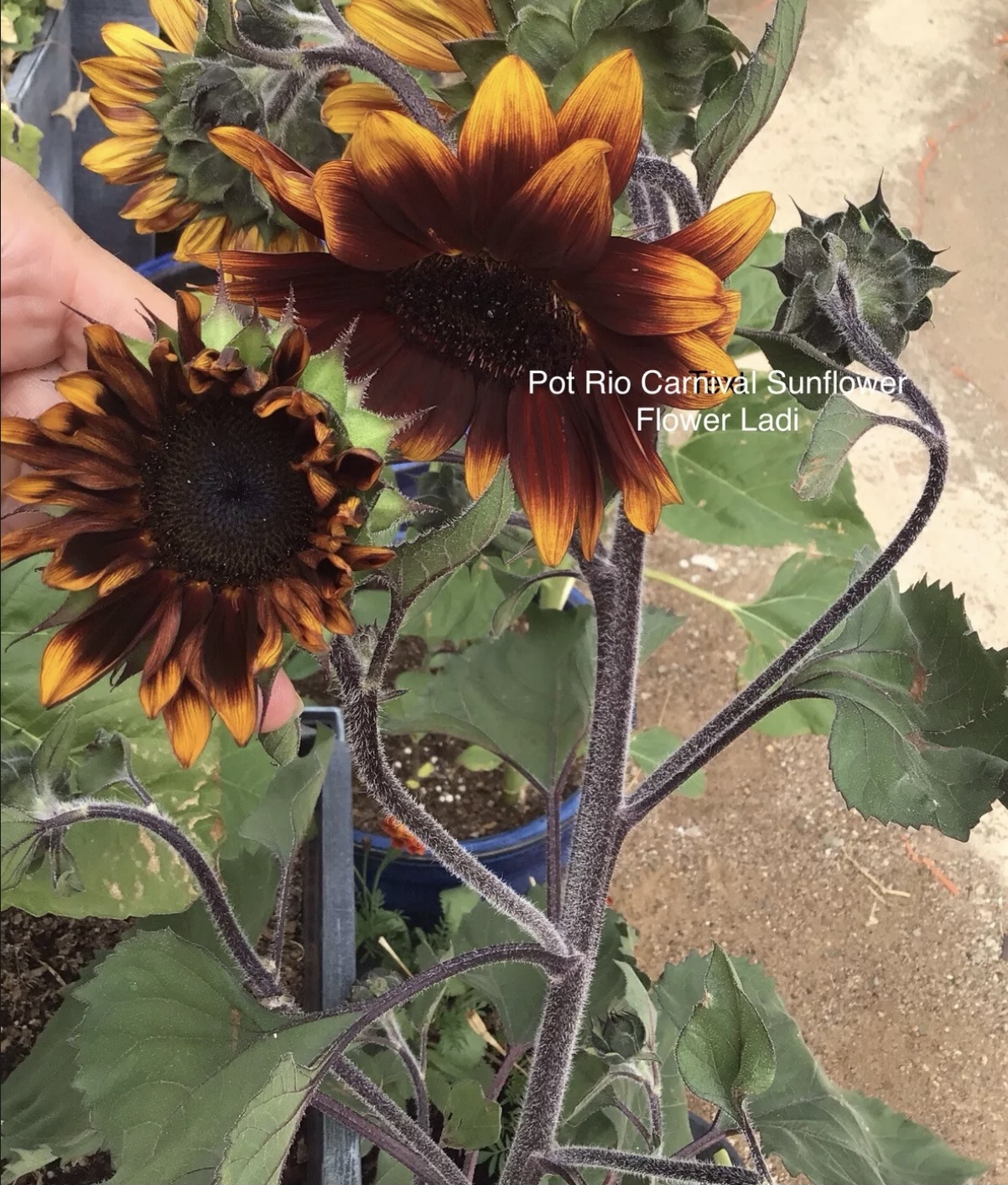 Pot Rio Carnival Sunflower Pot Rio Carnival Sunflower - Image 2