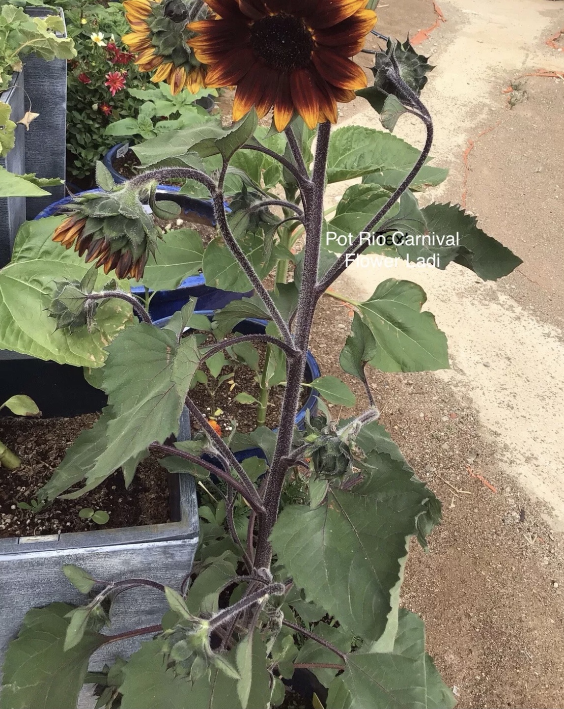 Pot Rio Carnival Sunflower Pot Rio Carnival Sunflower - Image 3