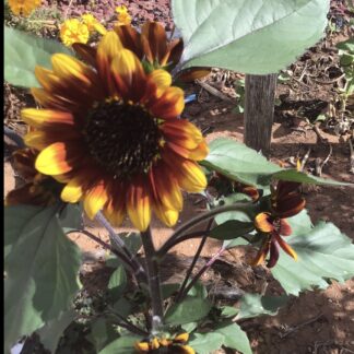 Dwarf Sonnett Sunflower