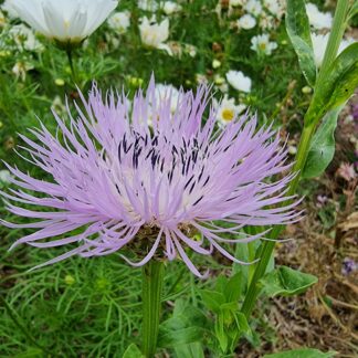 American Basket Flower