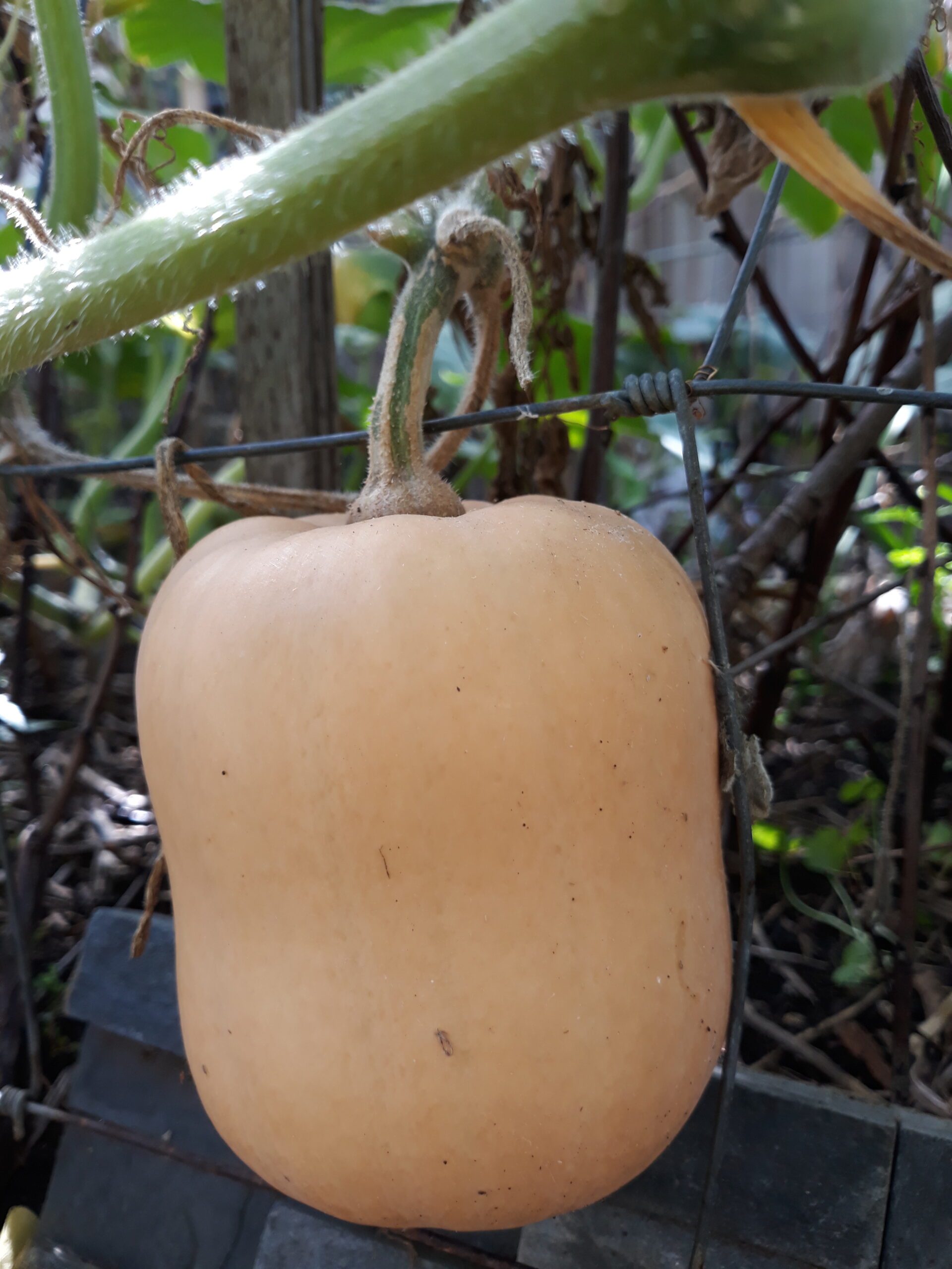 Pumpkin Butternut Pumpkin Butternut - Image 5