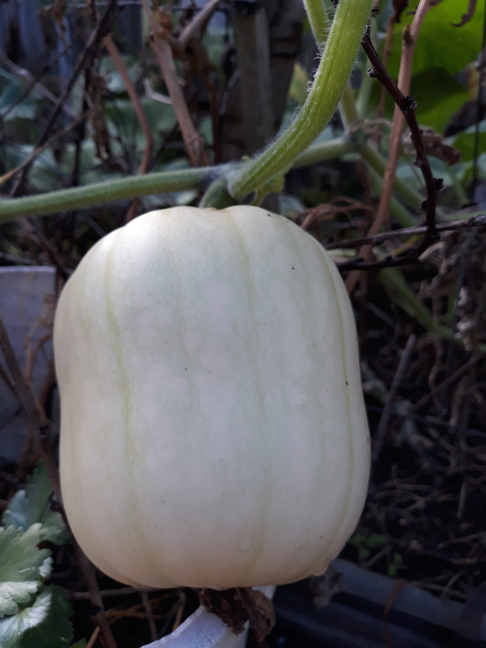 Pumpkin Butternut Pumpkin Butternut - Image 4