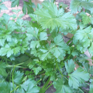 Organic Italian parsley