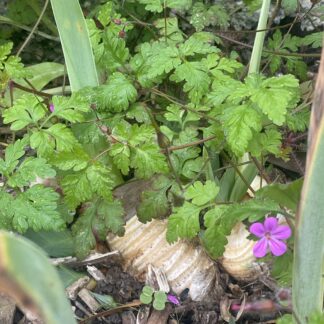 Herb Robert