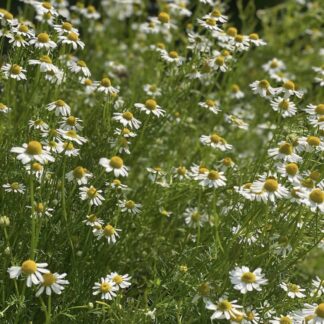 Chamomile German