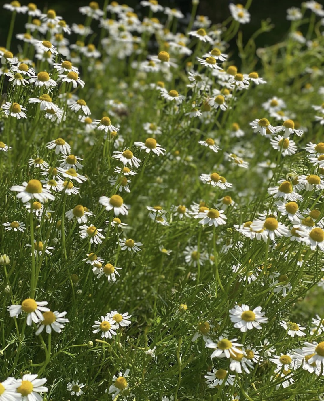 Chamomile German Chamomile German