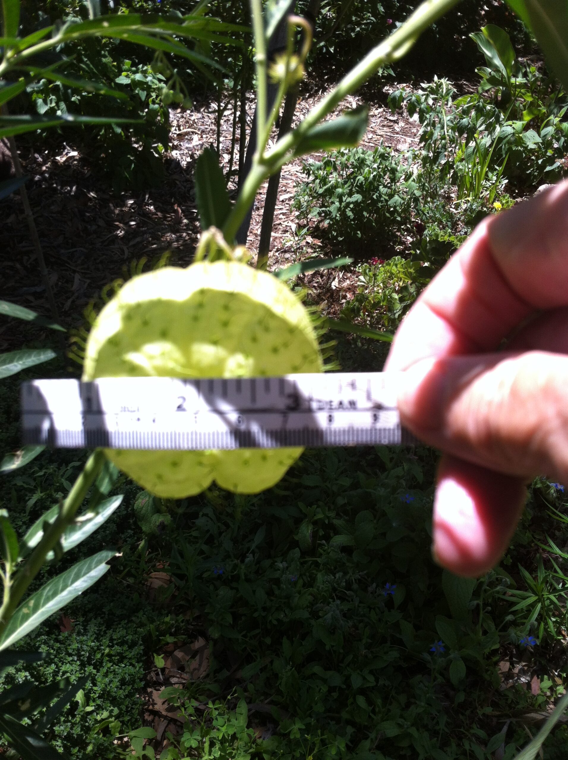 Gomphocarpus Physocarpus Gomphocarpus Physocarpus - Image 5