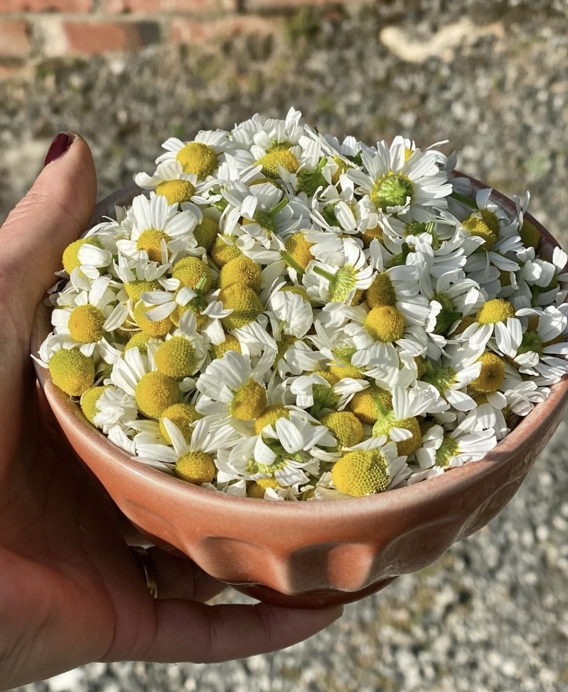 Chamomile German Chamomile German - Image 2