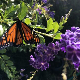 Geisha Girl Duranta Repens Purple Flower Shrub Hedge Bush Tree