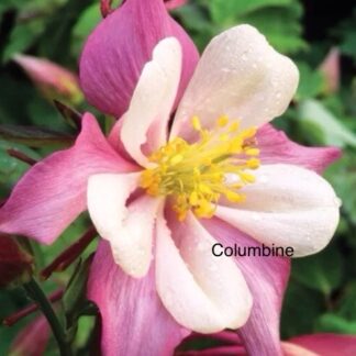 Aquilegia Mckanna Giant