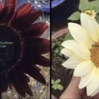 Black Claret & White Procut White Sunflower