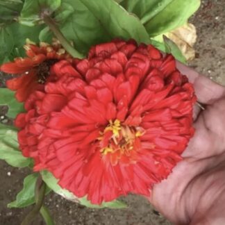 Zinnia (Scarlet Flame)