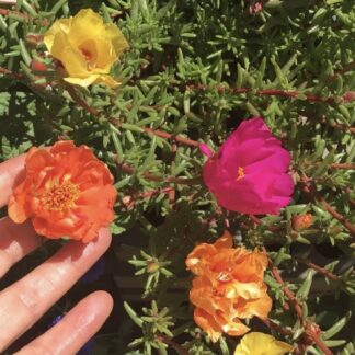 Portulaca (1000 Seed Pack)