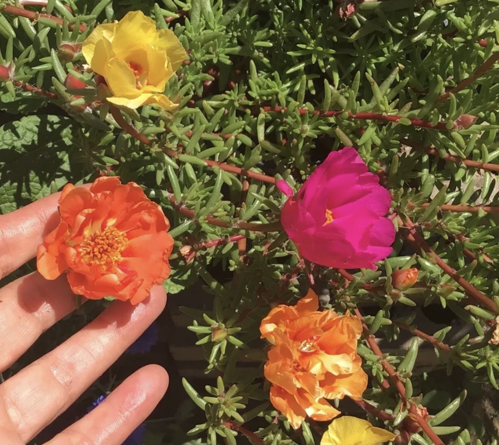 Portulaca (1000 Seed Pack) Portulaca (1000 Seed Pack)