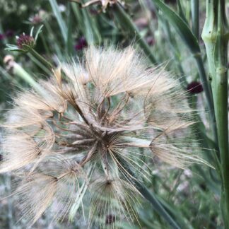Giant Purple Salsify