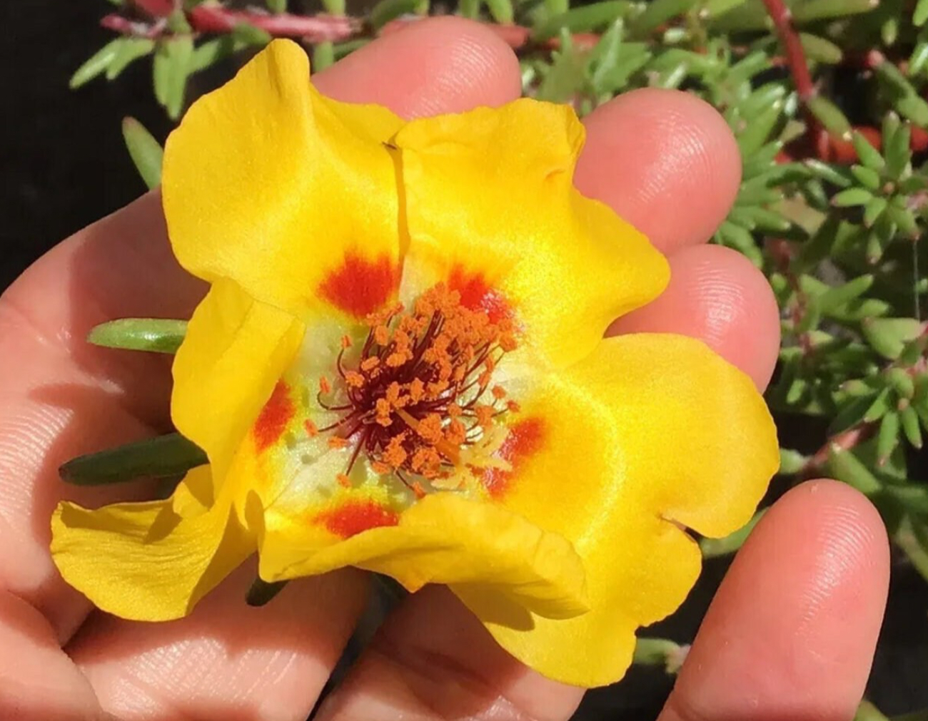 Portulaca (1000 Seed Pack) Portulaca (1000 Seed Pack) - Image 3