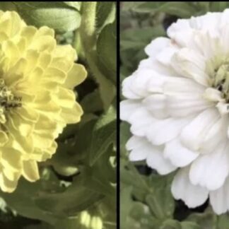 Green & White Zinnia Mix