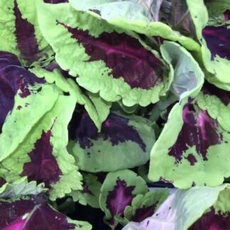 Coleus Rainbow Mix