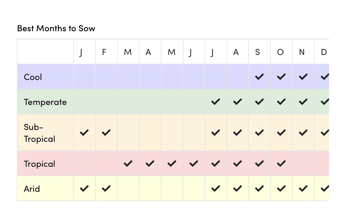 Marigold Double Red Marigold Double Red - Image 4