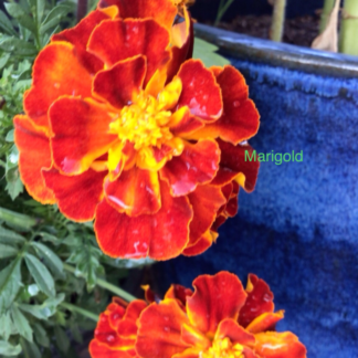 Marigold Double Red