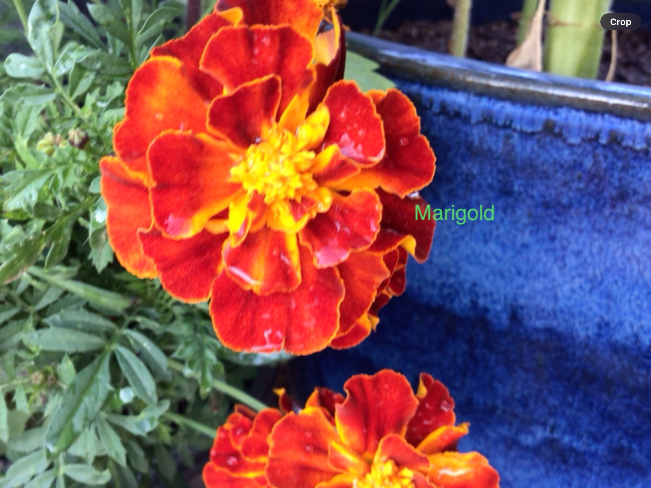Marigold Double Red Marigold Double Red