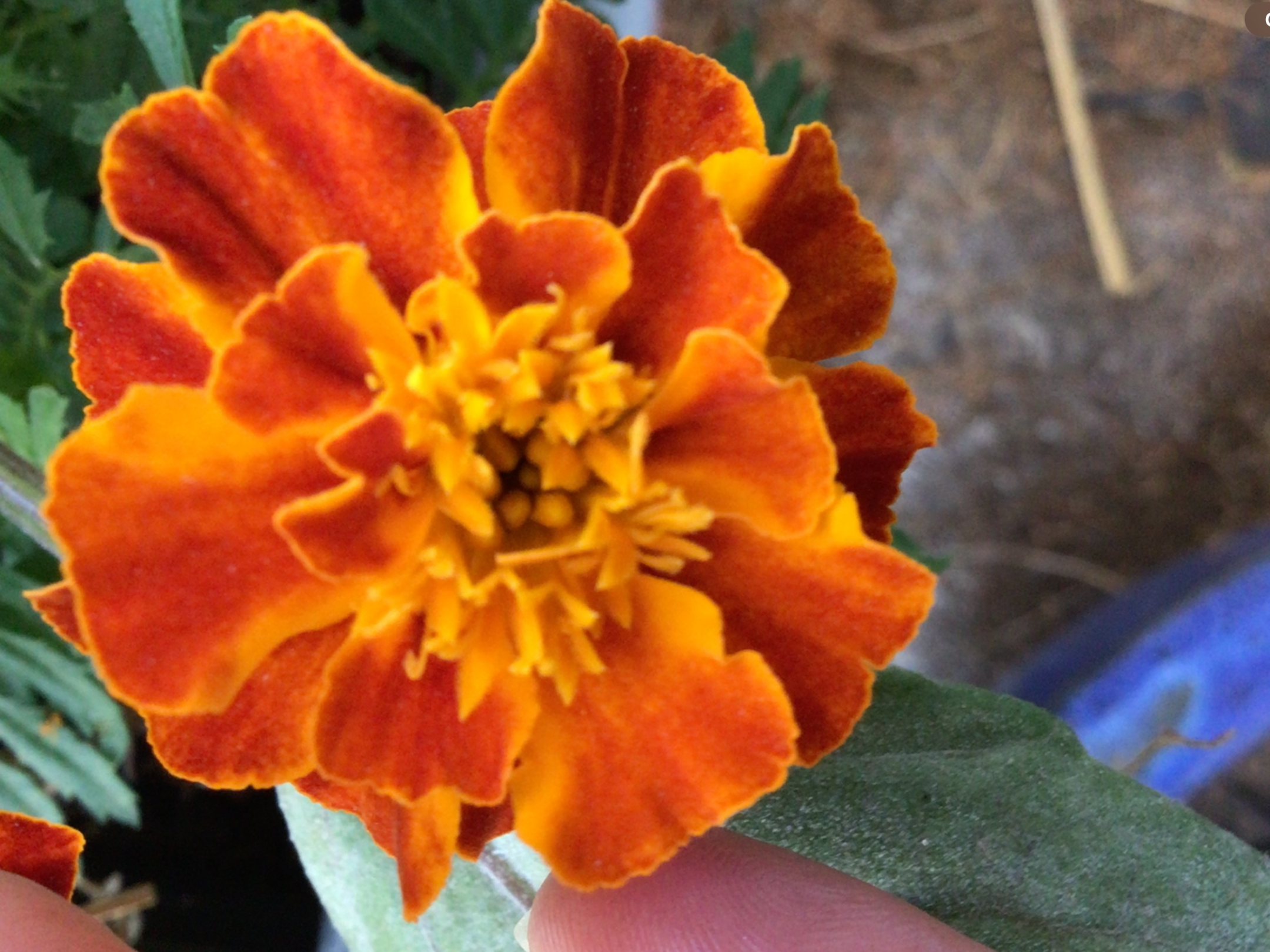 Marigold Double Red Marigold Double Red - Image 3