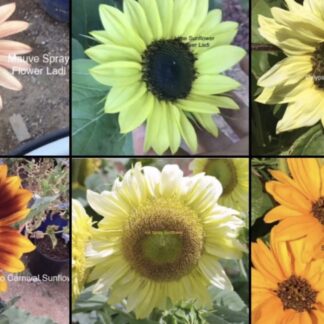 Dwarf Exotic Sunflower