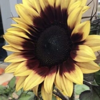 Lilac Monarch Sunflower