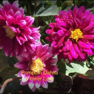 20x Dahlia Bulbs, Assorted Colours
