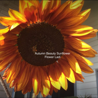 Sunflower, Autumn Beauty