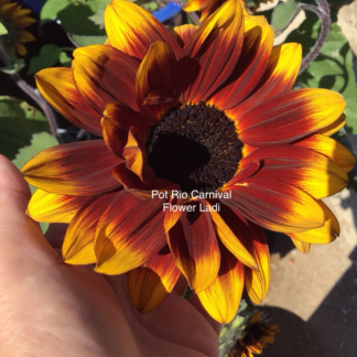Pot Rio Carnival Sunflower