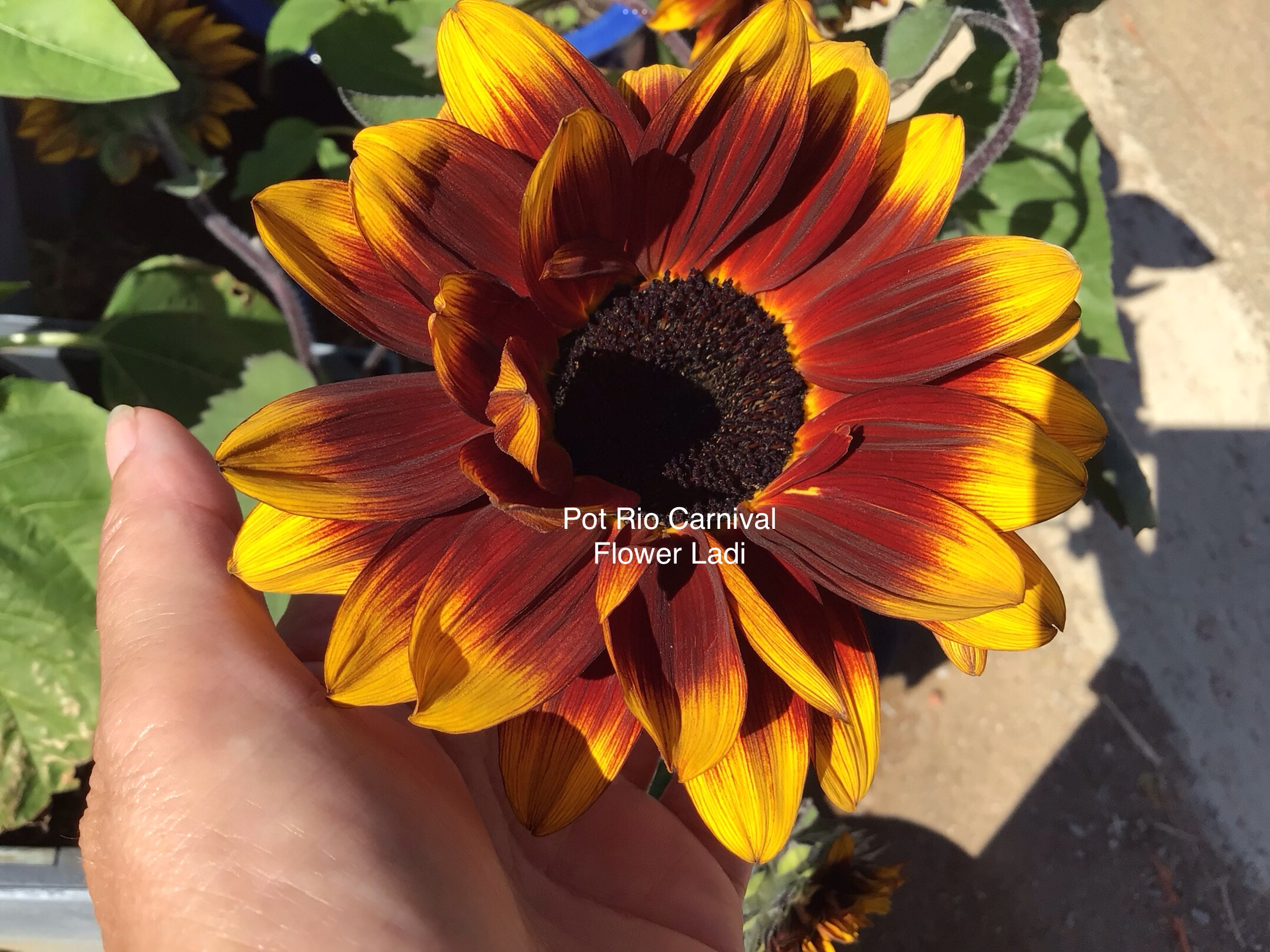 Pot Rio Carnival Sunflower Pot Rio Carnival Sunflower