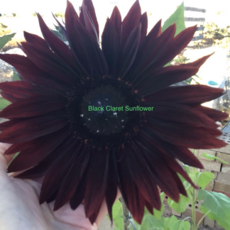 Sunflower Black Claret