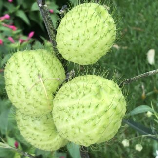 Gomphocarpus Physocarpus