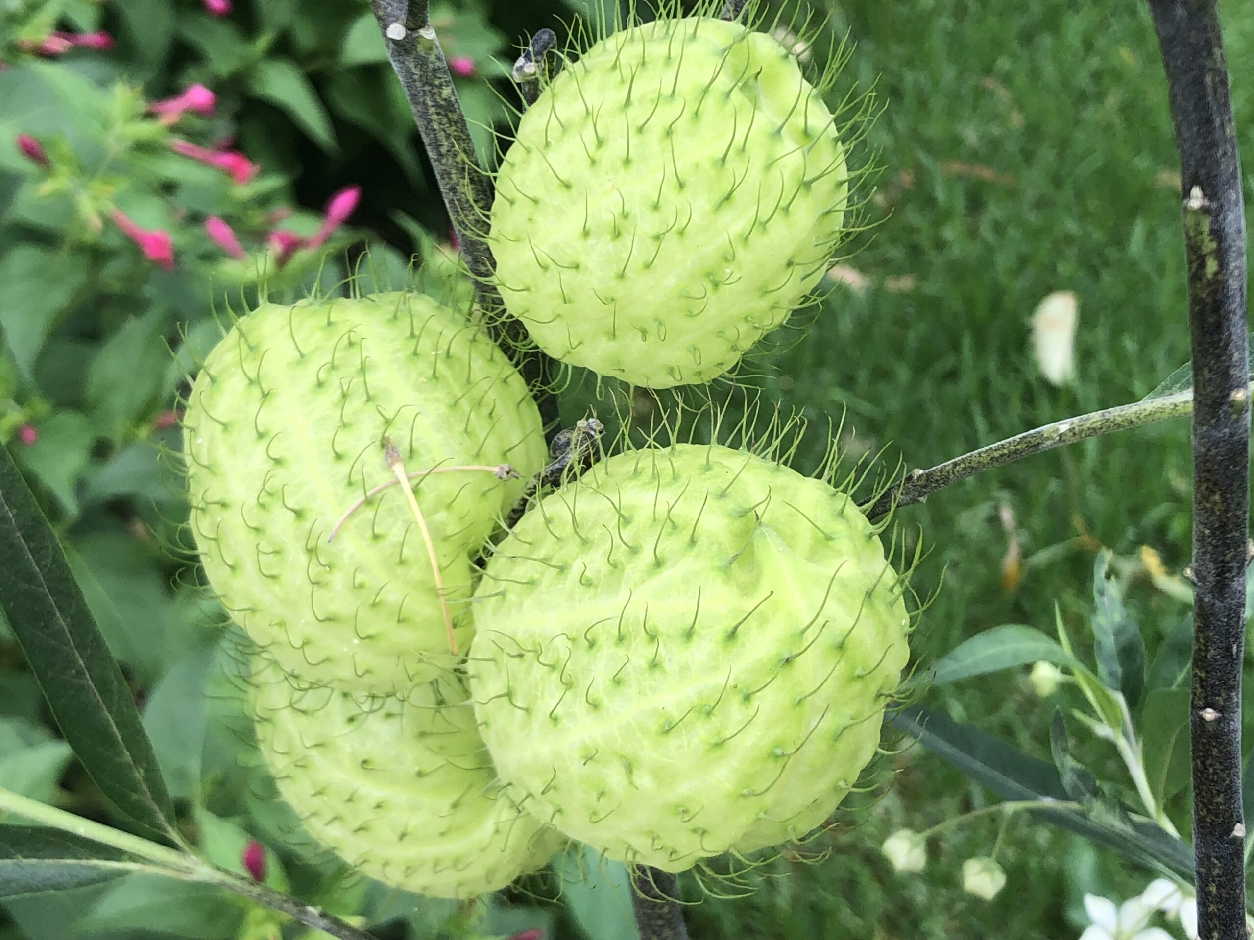 Gomphocarpus Physocarpus Gomphocarpus Physocarpus