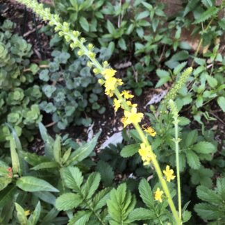 Home Agrimonia Eupatoria Agrimony Church Steeples Herb Sicklewort (10)