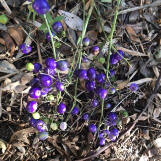 Blue Flax Lily Dianella