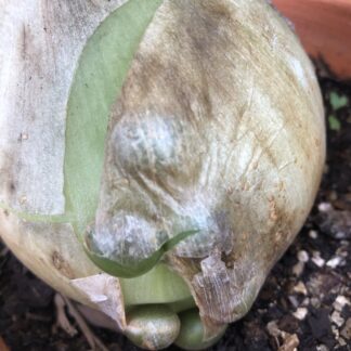 Ornithogalum Longibracteatum Pregnant Onion