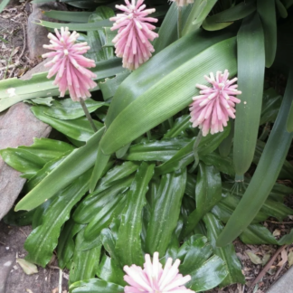 Veltheima Bracteata Forest Lilly Lily Pink