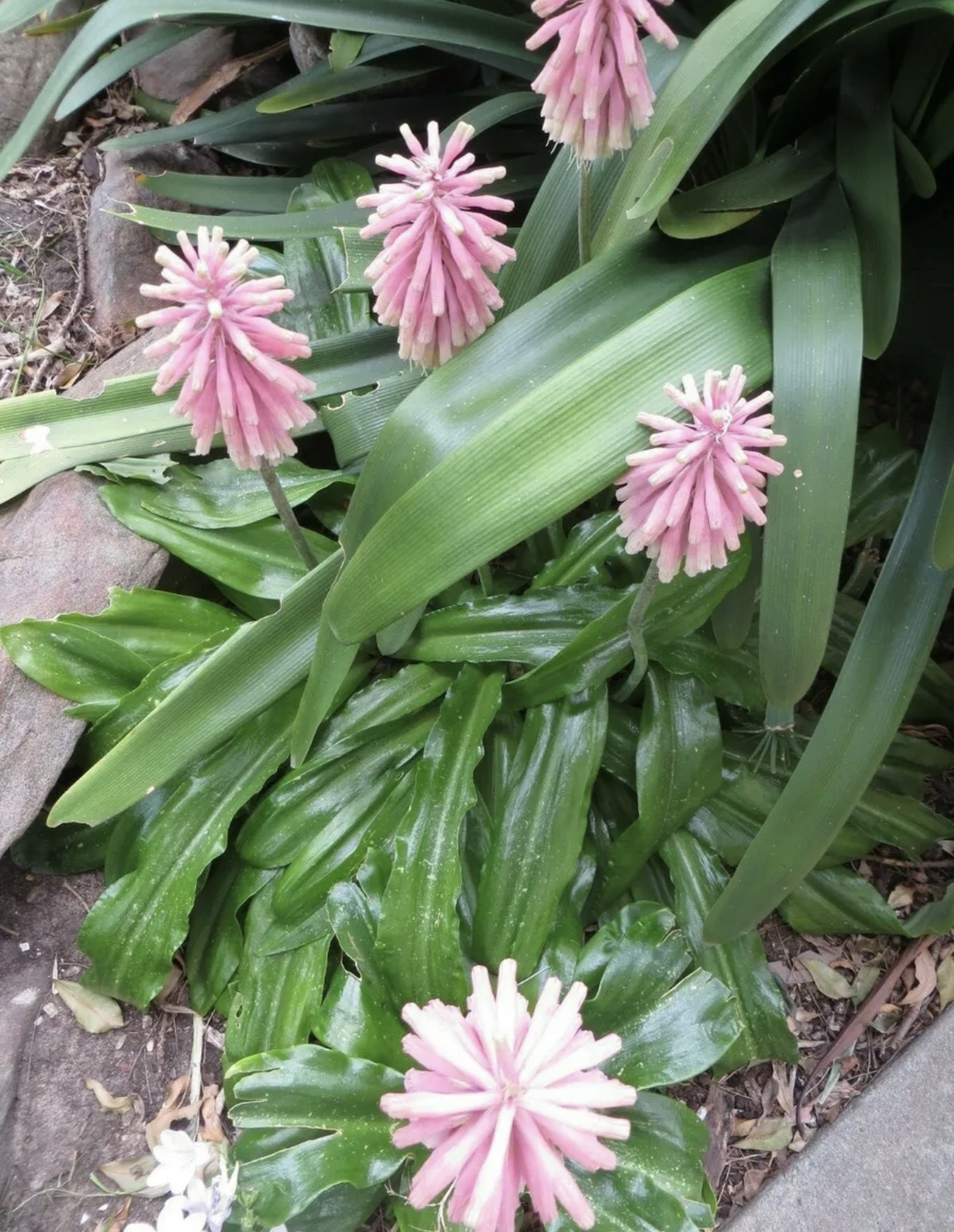 Veltheima Bracteata Forest Lilly Lily Pink Veltheima Bracteata Forest Lilly Lily Pink