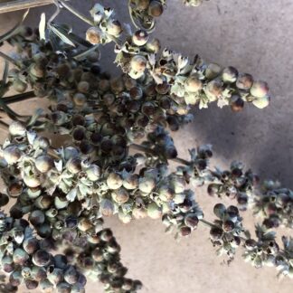 Vitex Agnus-castus Chaste