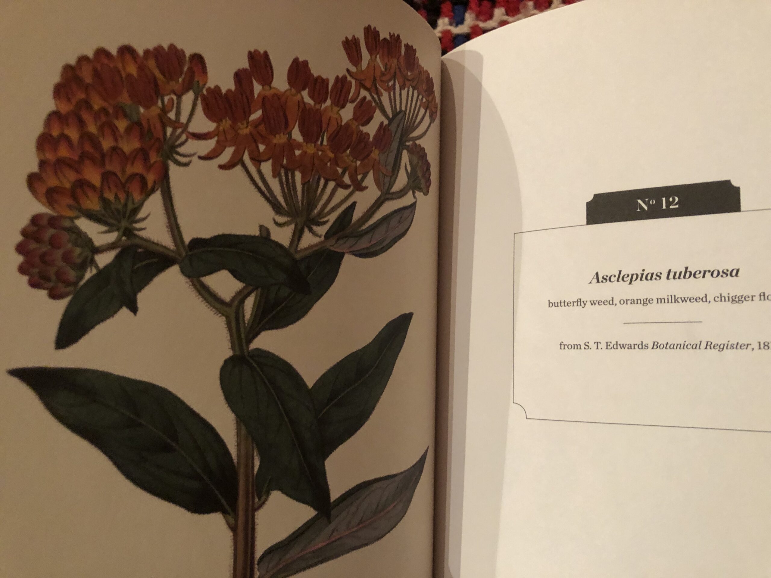 Tuberosa Orange Butterfly Milkweed Monarch Larval Host Tuberosa Orange Butterfly Milkweed Monarch Larval Host - Image 2