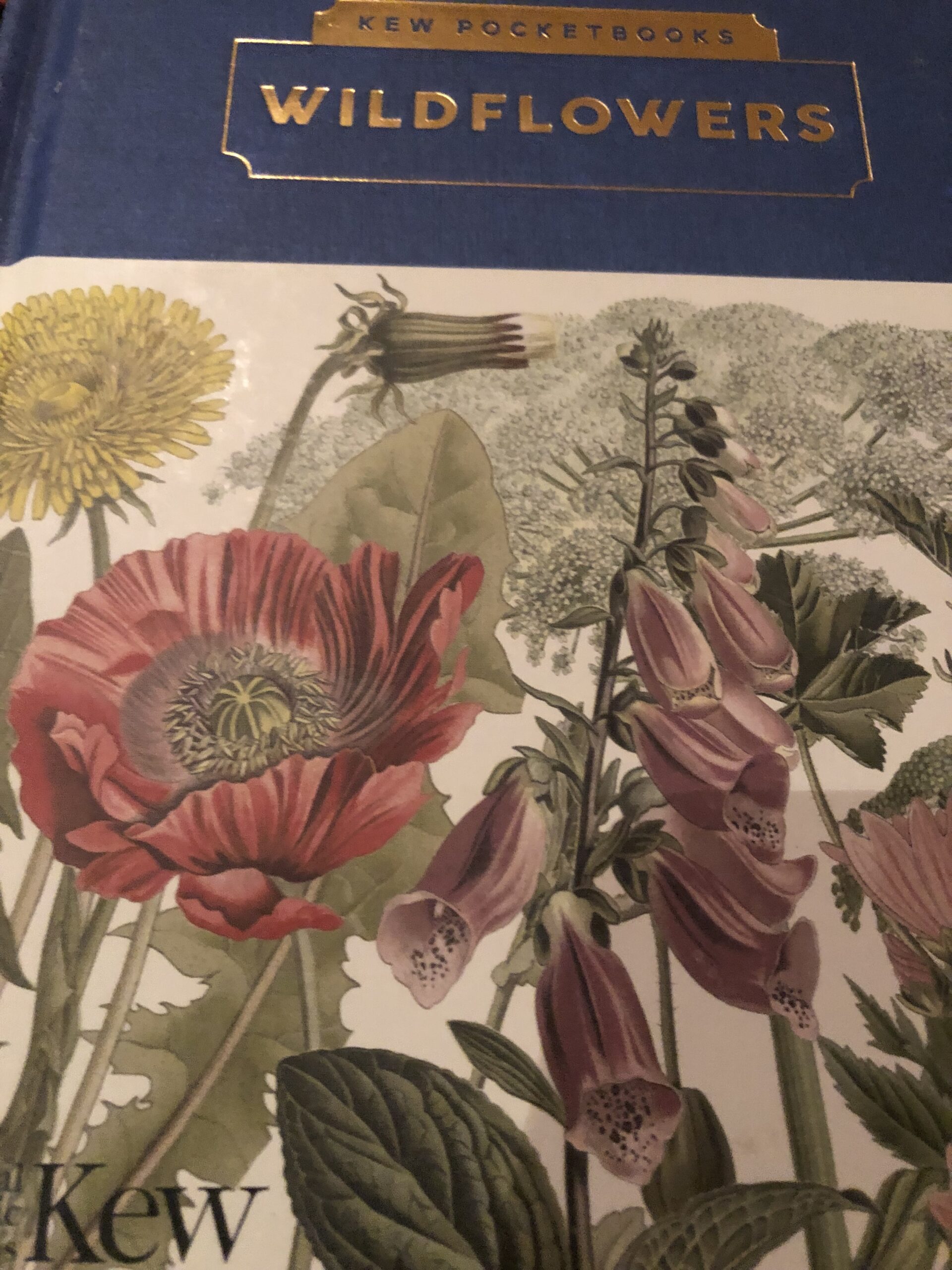 Tuberosa Orange Butterfly Milkweed Monarch Larval Host Tuberosa Orange Butterfly Milkweed Monarch Larval Host - Image 3