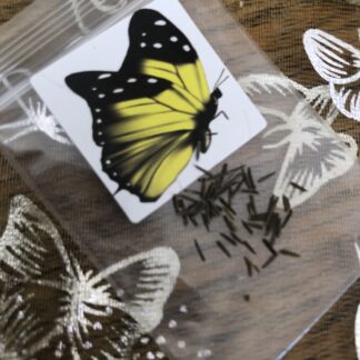 Chocolate Joe Pye Butterfly Wildflower Nectar