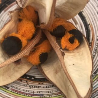 Strelitzia Juncea Rush-leaved Strelitzia Crane Flower