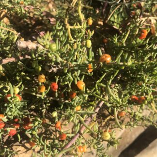 Enchylaena Tomentosa (Ruby Salt Bush Native Indigenous) Tubestock