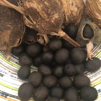 Canna Edulis Aka Queensland Arrowroot Organic