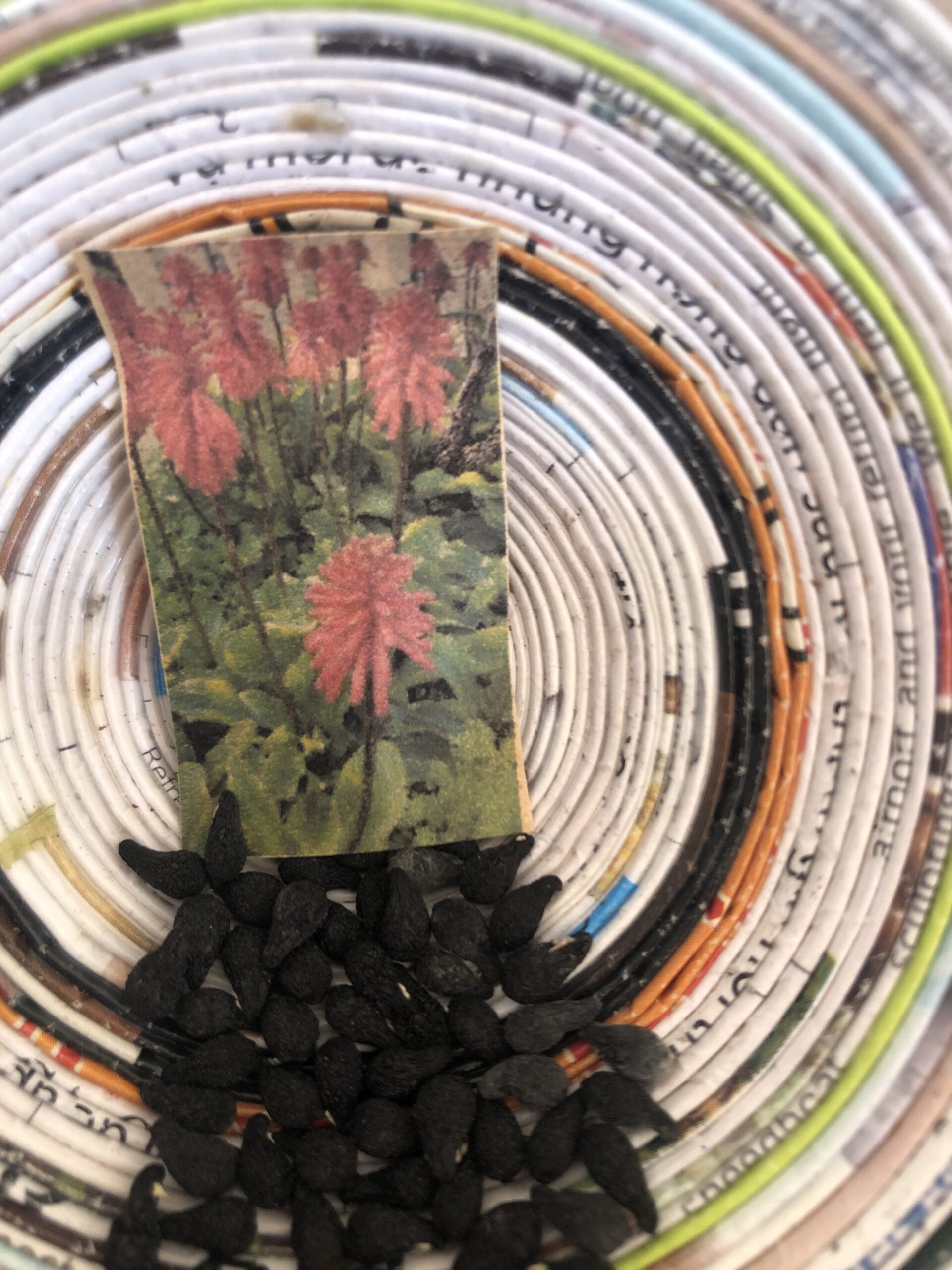 Veltheima Bracteata Forest Lilly Lily Pink Veltheima Bracteata Forest Lilly Lily Pink - Image 6