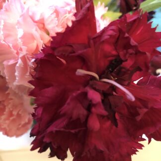 Carnation